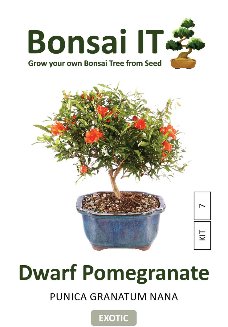 Bonsai IT - Dwarf Pomegranate - Punica granatum nana - Kit 7