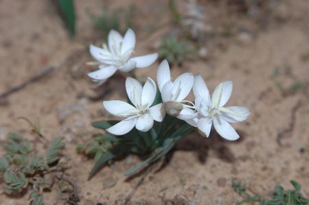 Hesperantha Hantamensis - Indigenous South African Bulb - 10 Seeds