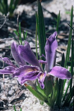 Babiana Ambigua - Indigenous South African Bulb - 10 Seeds