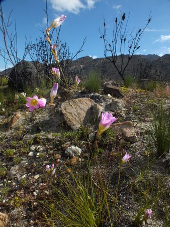 Ixia Divaricata - Indigenous South African Bulb - 10 Seeds