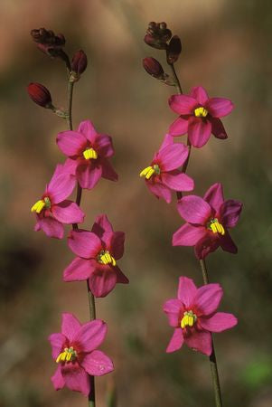 Ixia Scillaris - Indigenous South African Bulb - 10 Seeds