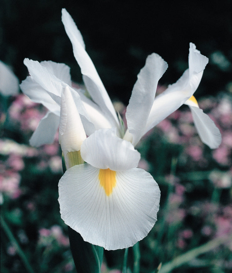 Dutch Iris – White – 25 bulbs p/pack (Bulbs - not seeds)
