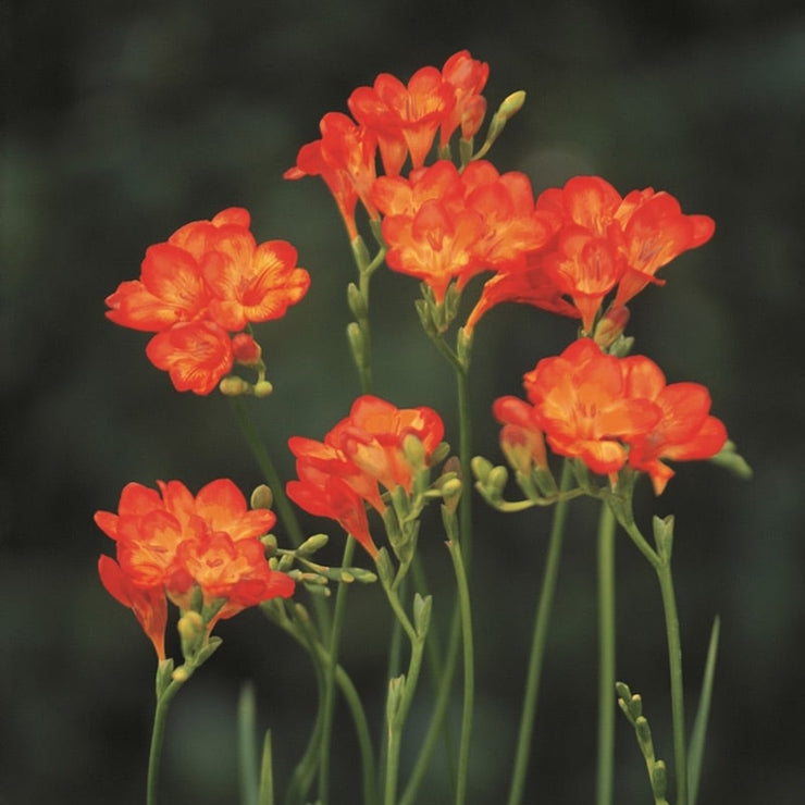 Freesias – Red with Yellow centre – 30 bulbs p/pack (Bulbs not seeds)