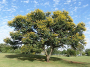 Seed Grown Kit No.4 - Sweet Thorn Tree - Soetdoring - Vachellia karroo - Complete Tree Growing Kit