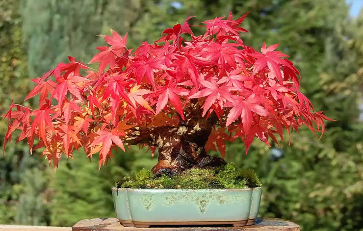 exotic bonsai tree Japanese "Atropurpureum" Maple Seeds