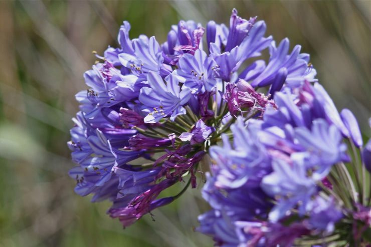 Agapanthus Praecox ssp Orientalis Cape Blue - Indigenous South African Bulb - 10 Seeds