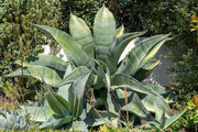 Agave marmorata - Marbled Agave - Exotic Succulent - 10 Seeds