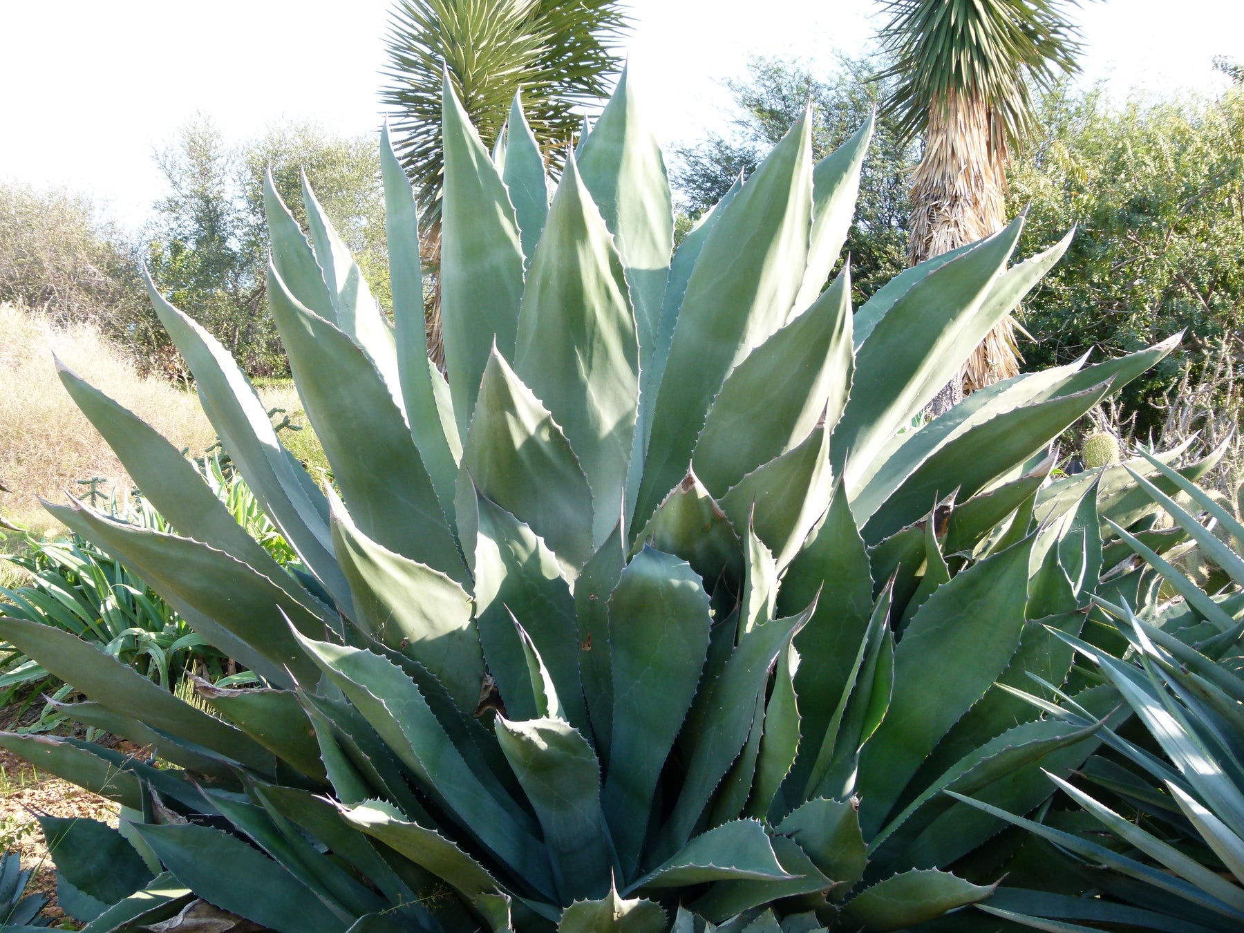 Agave capensis Cacti Seeds | Seeds for Africa