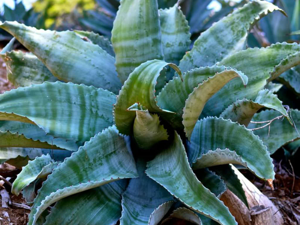 Agave capensis Cacti Seeds | Seeds for Africa