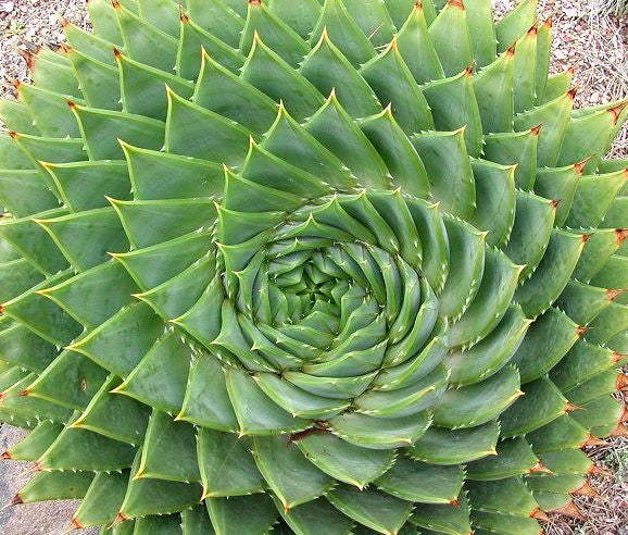 Aloe Polyphylla - African Spiral Aloe