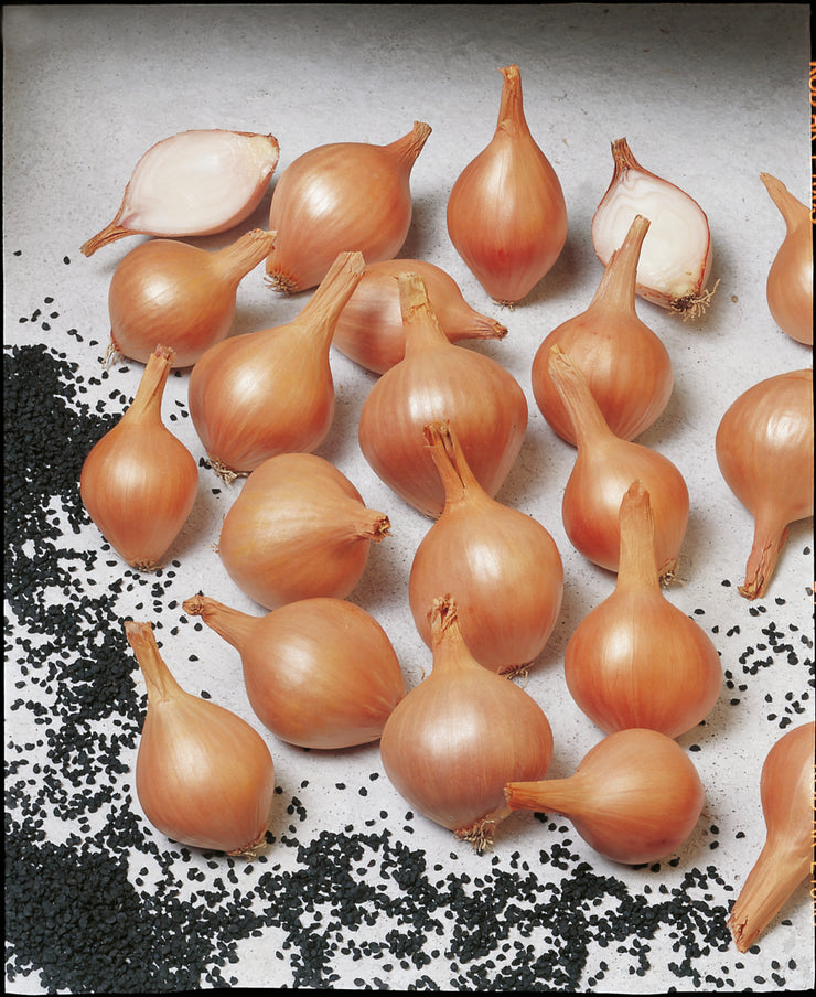 Shallots "Ambition" - Allium oschaninii - Vegetable - 10 Seeds