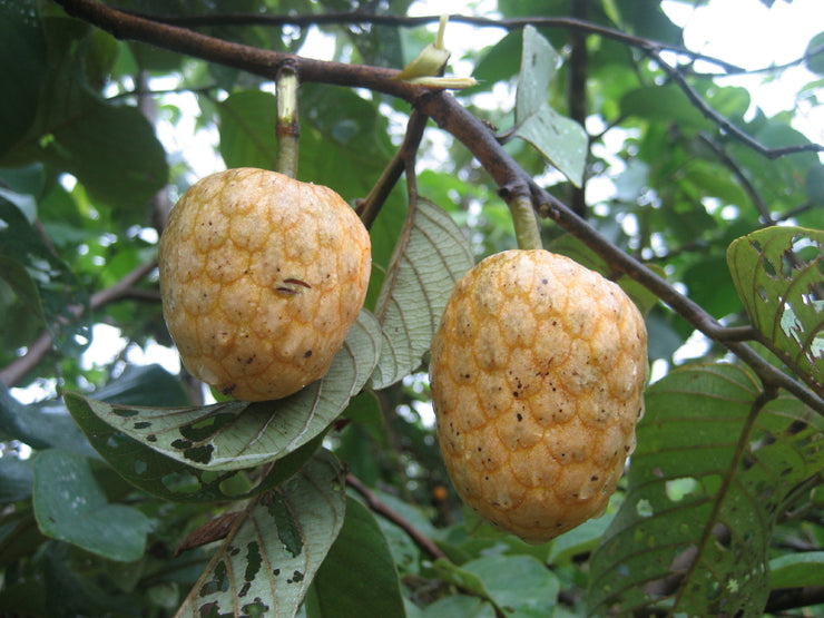 Annona senegalensis - Wild custard apple / Soursop - Indigenous Edible Fruit - 5 Seeds