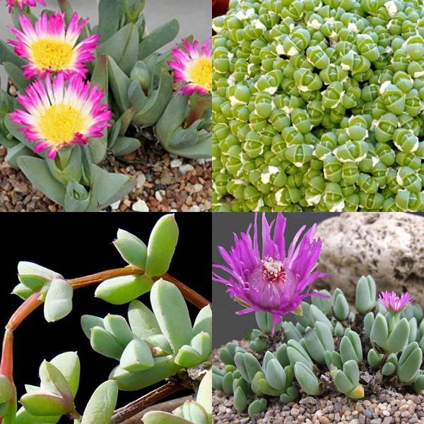 Antimima Mixed Species - indigenous succulent - 10 seeds