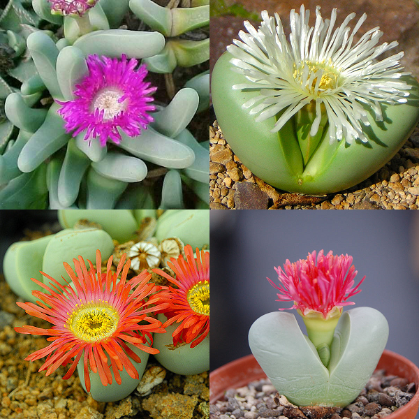 Argyroderma Mixed Species - indigenous succulent - 10 seeds