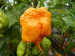 Bhut Orange Copenhagen "BOC" - Chilli Pepper - Capsicum Chinense - 5 Seeds