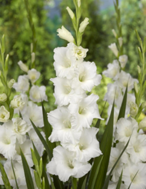 Gladiolus - Gladioli - Bangladesh White- Flower Bulbs (Not Seeds)