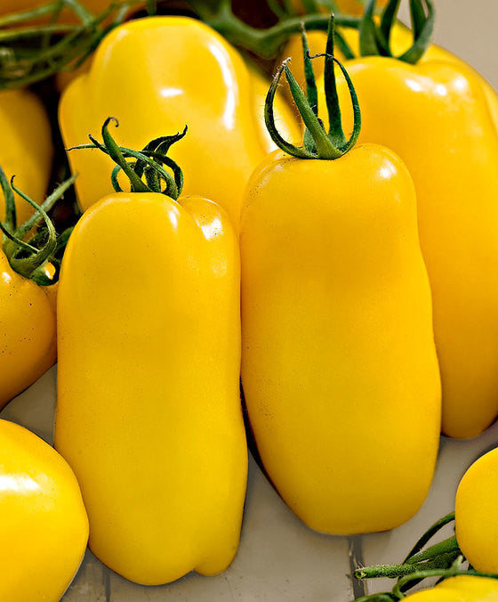 Banana Legs Heirloom Tomato - Lycopersicon Esculentum - Vegetables - 20 Seeds