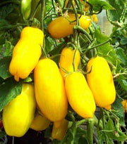 Banana Legs Heirloom Tomato - Lycopersicon Esculentum - Vegetables - 20 Seeds