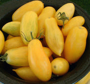 Banana Legs Heirloom Tomato - Lycopersicon Esculentum - Vegetables - 20 Seeds