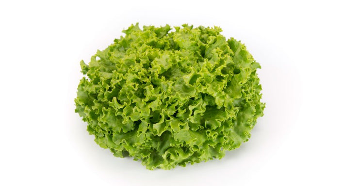 Battavia Lettuce Oak Leaf Green - Lactuca sativa - Organic Heirloom Vegetable - 100 seeds