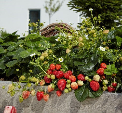 Beltran F1 Strawberry - Fragaria - Easy to grow Container Strawberry - Fruit - 5 Seeds