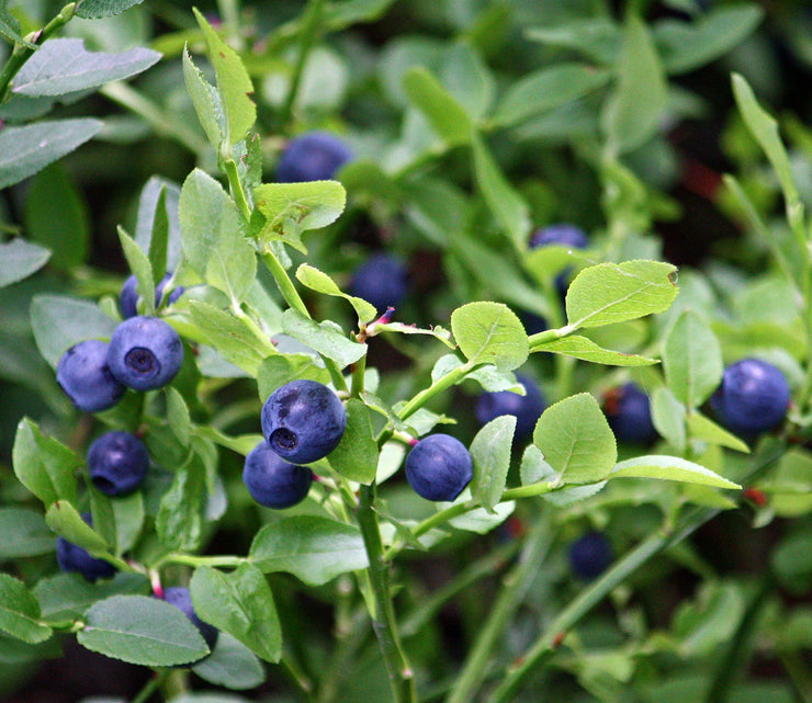 Bilberry - Vaccinium myrtillus - 10 Seeds - Fruit Tree - Exotic Fruit