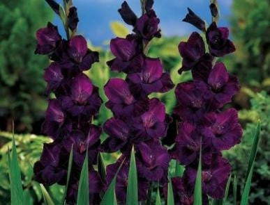 Gladiolus - Gladioli -Black Star / Maroon - Flower Bulbs (Not Seeds)