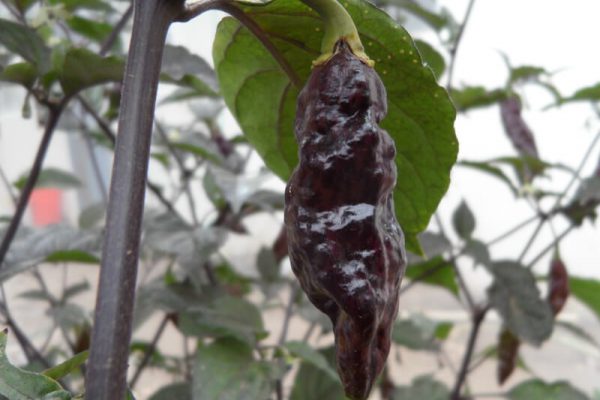Black Bhut Jolokia - Ghost Pepper - Chilli Pepper - Capsicum Chinense - Extremely Hot - 5 Seeds