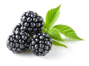 Blackberry - Fruit Shrub - Rubus fruitcosus - 5 Seeds