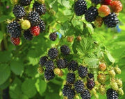 Blackberry - Fruit Shrub - Rubus fruitcosus - 5 Seeds