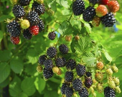 Blackberry - Fruit Shrub - Rubus fruitcosus - 5 Seeds