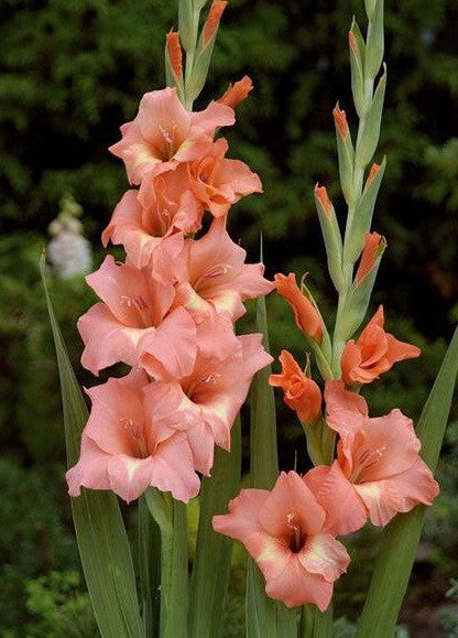 Gladiolus - Gladioli - Bogota Salmon- Flower Bulbs (Not Seeds)