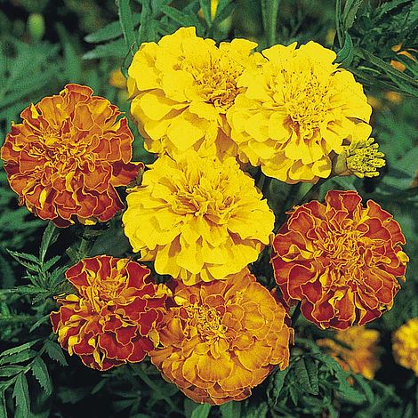 Marigold Bonita Mix - Bulk Flower Seeds