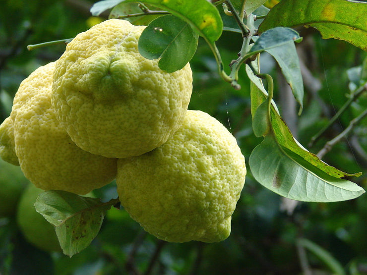 Cape Rough Skinned Lemon - Citrus jambhiri - Fruit Tree - 5 Seeds
