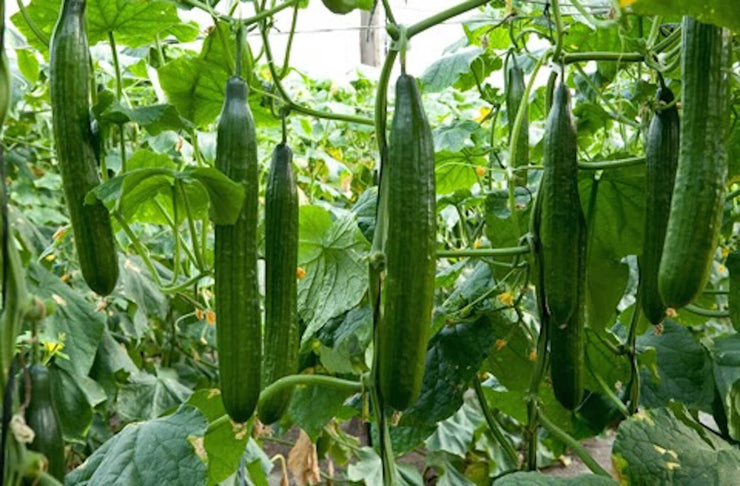 English Cucumber - Carmen F1 Hybrid - Cucumis Sativus - 3 Seeds