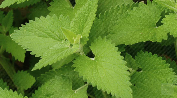 Catnip Heirloom - Fragrant Herb - Nepeta Catara - Seeds