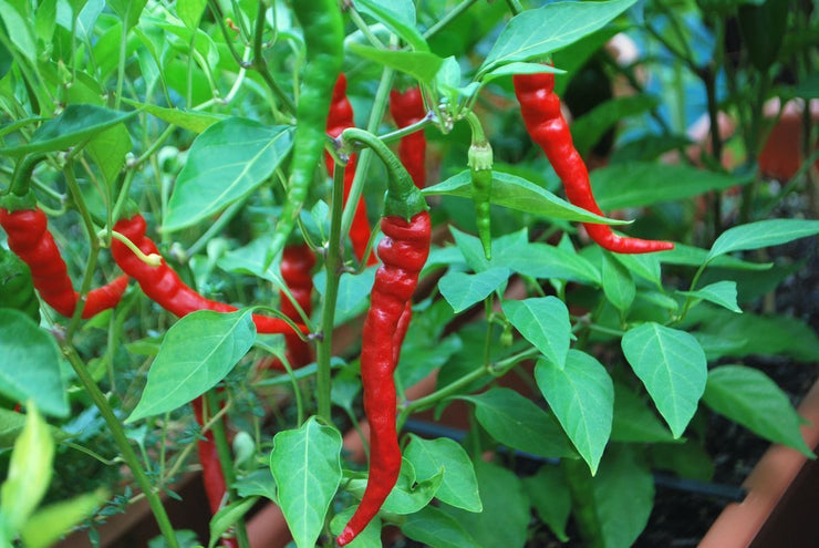 Cayenne Chilli Pepper - Capsicum Annuum - 30 Seeds