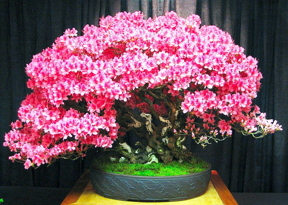 Chinese Redbud - Cercis Chinensis Seeds