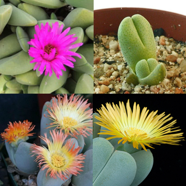 Cheiridopsis Mixed Species - indigenous succulent - 10 seeds