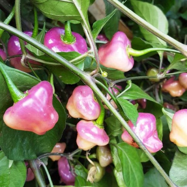 Cheiro Roxa Chilli Pepper - Capsicum chinense - 5 Seeds