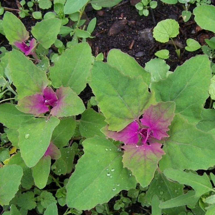 Organic Lambsquarters- Chenopodium Album - White Goose foot - Exotic Indian Vegetable - 20 Seeds