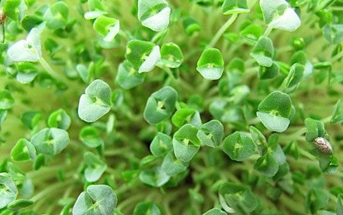 Chia - Sprouting / Microgreen Seeds