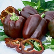 Chocolate Beauty Sweet Bell Pepper - Capsicum Annuum - Seeds