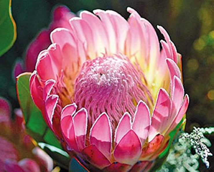Protea compacta - Indigenous South African Protea - 5 Seeds
