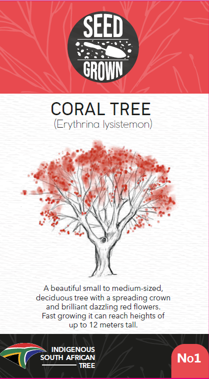 Seed Grown Kit No.1 - Coral Tree - Erythrina lysistemon - Complete Tree Growing Kit