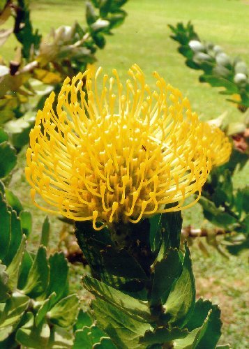 Leucospermum Cordifolium - Indigenous South African Protea - 5 Seeds