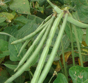 Cowpeas - Vigna unguiculata - Cover Crop / Green Manure