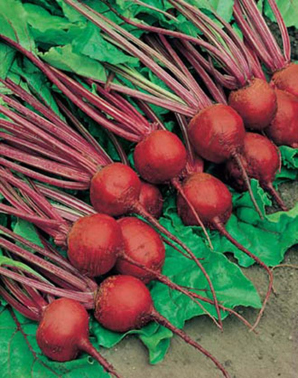 Crimson Globe Beetroot - Bulk Vegetable Seeds - 200 grams