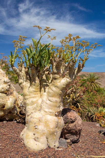 Cyphostemma juttae - Indigenous Namibian African Succulent - Tree Grape - Caudiciform - 10 Seeds