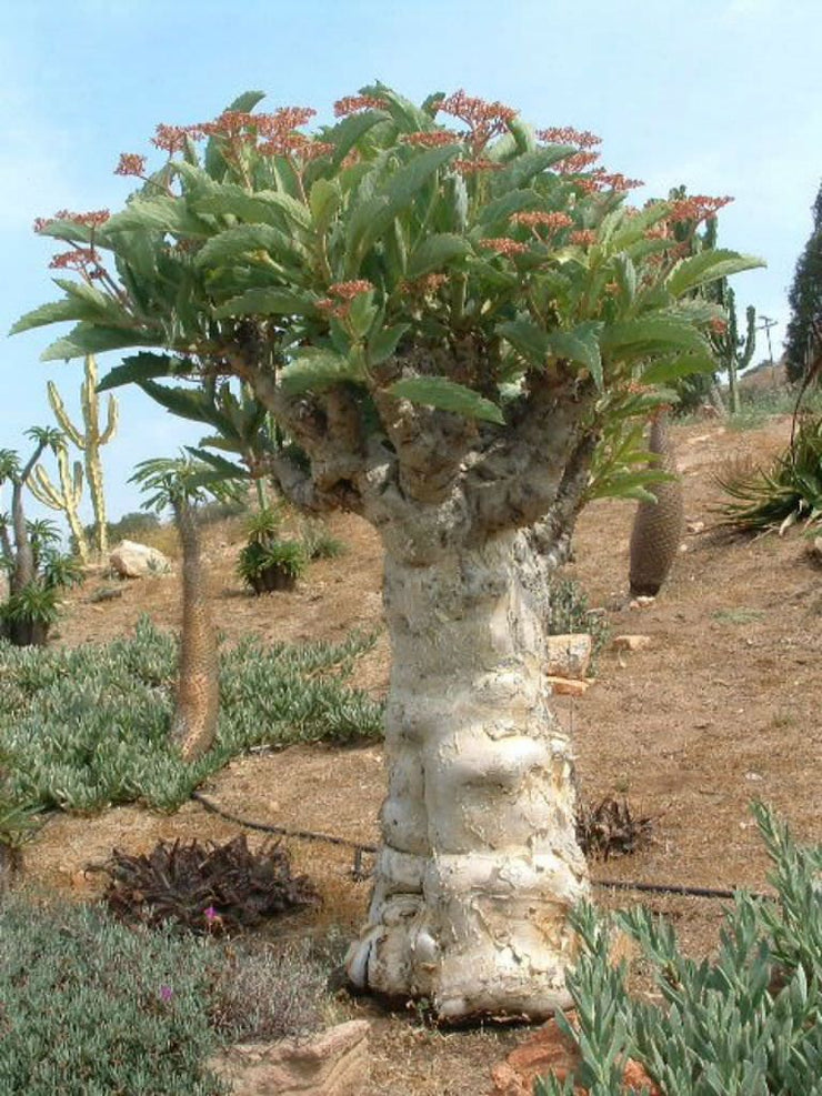 Cyphostemma juttae - Indigenous Namibian African Succulent - Tree Grape - Caudiciform - 10 Seeds